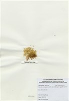 藏品(海木耳)的圖片